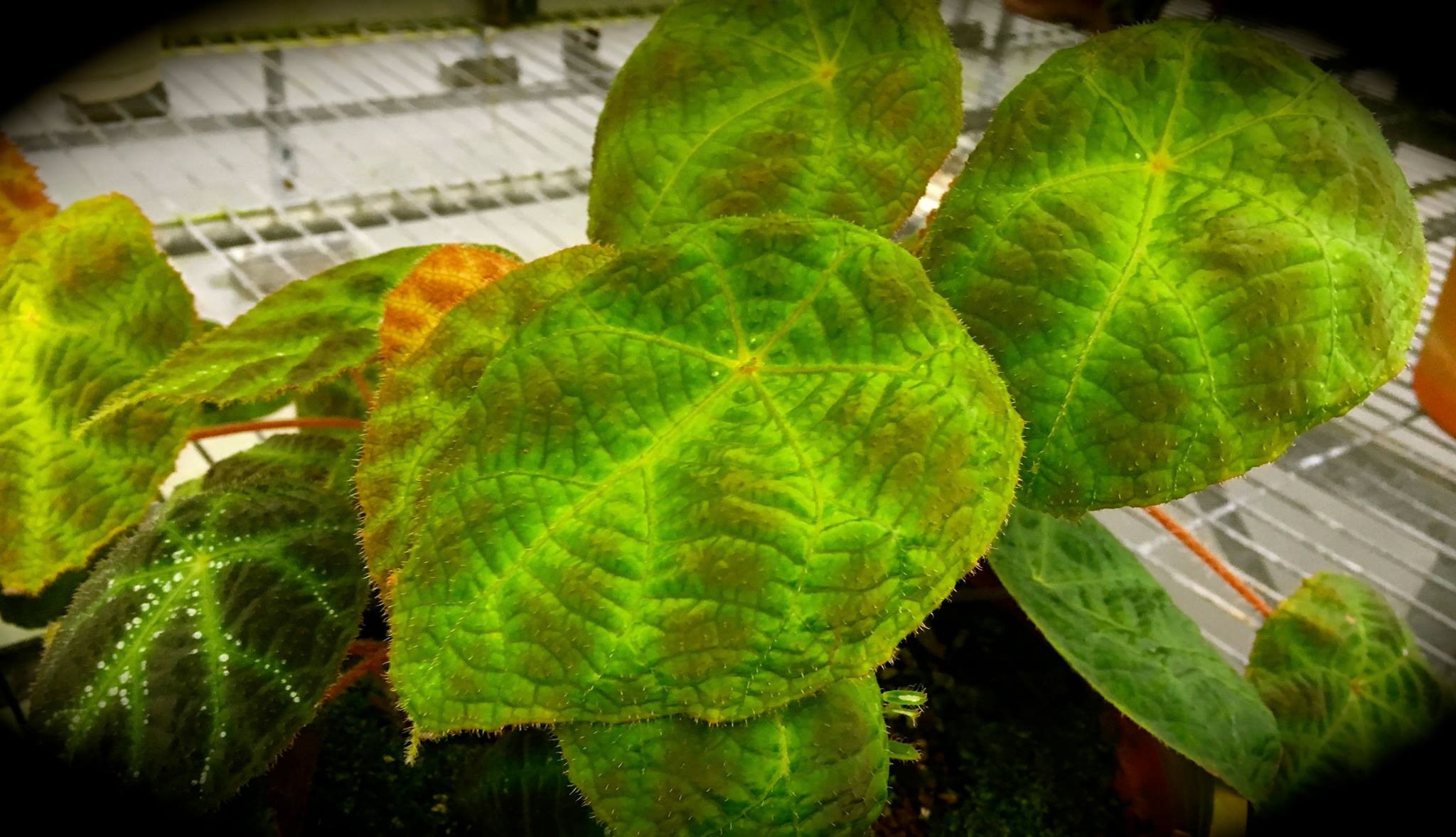 B. umbraculifolia